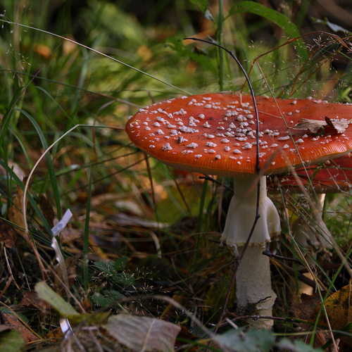 Photo #13921300