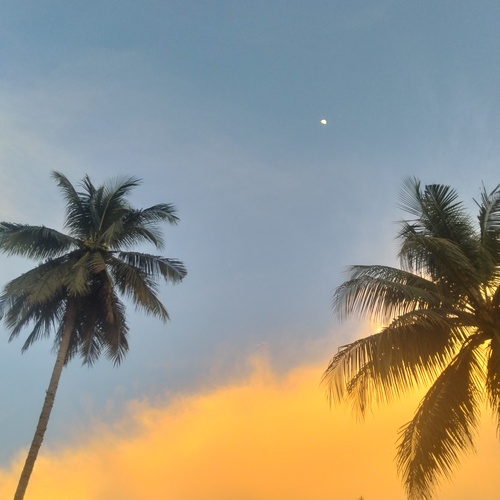 Star and coconut trees with yellow sunsets lights