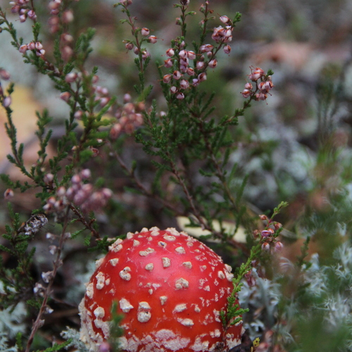 Photo #13921409