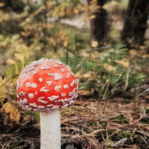 Photo #13921423
