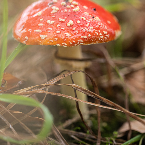 Photo #13921638