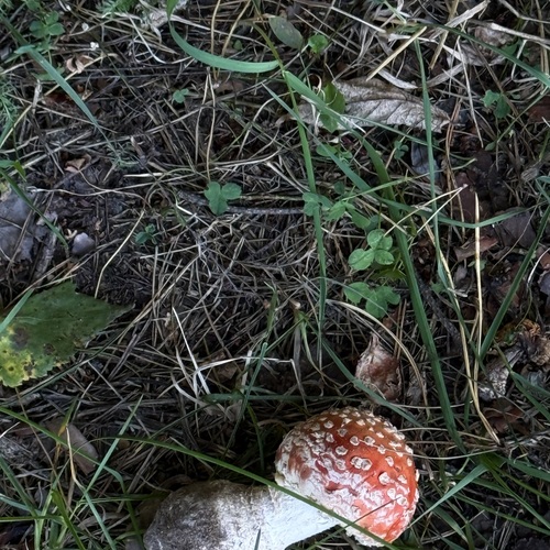 Photo #13921696
