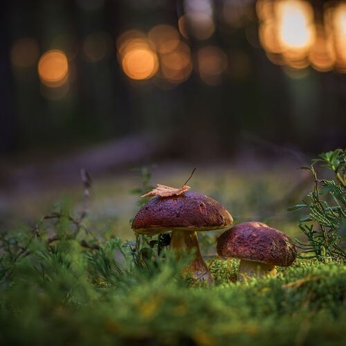 Photo #13921708