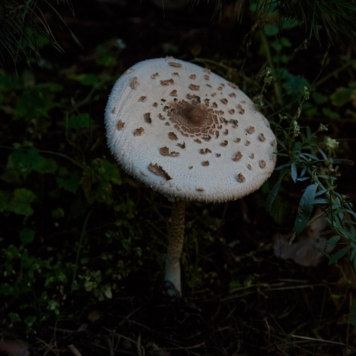 Photo #13921759