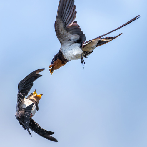 Sky-High Appetite