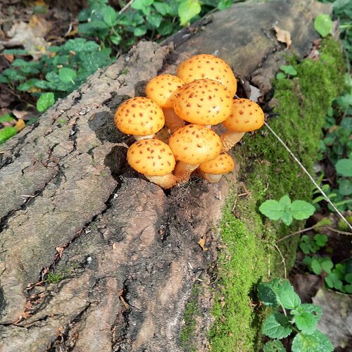 Photo #13921986