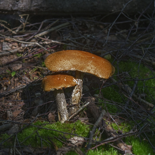 Photo #13922234
