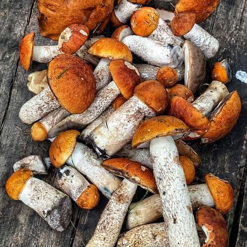 Photo #13922293