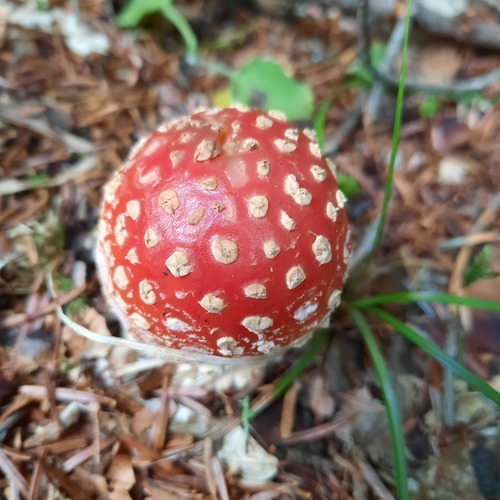 Photo #13922362
