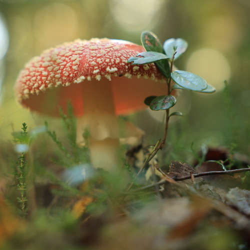 Photo #13922380