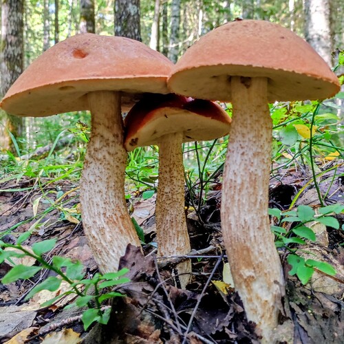 Photo #13922495
