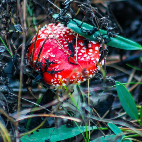 Photo #13922568