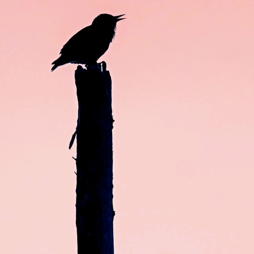 Photo #13922606