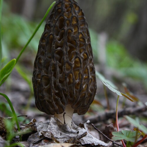 Black Morel.