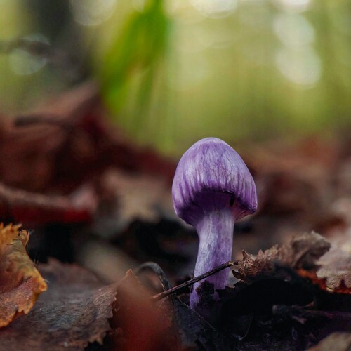 Violet