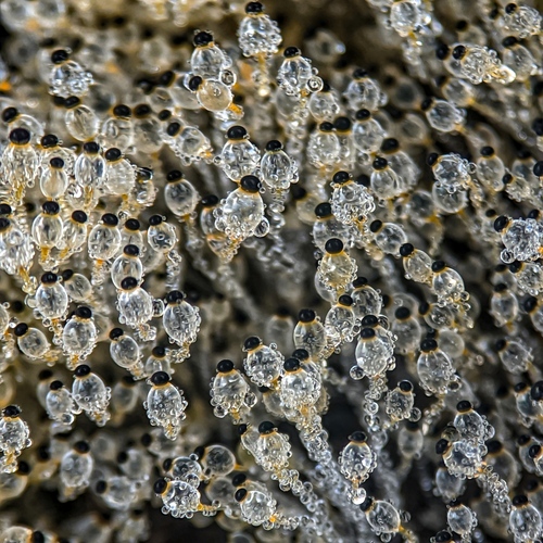 Crystals