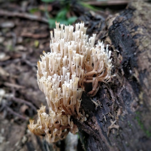 Photo #13923043