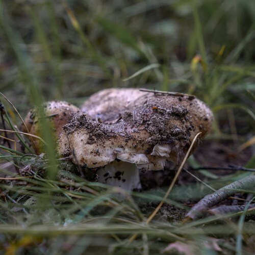Photo #13923047