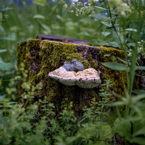 Photo #13923048