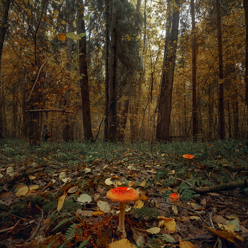 Photo #13923185