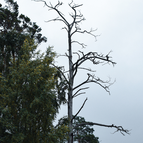 Photo #13923204