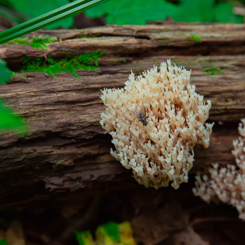 A detailed wide macro photo showing a wild coral mushroom Artomyces pyxidatus growing on rotting log with small fly insect sitting on branches in green forest