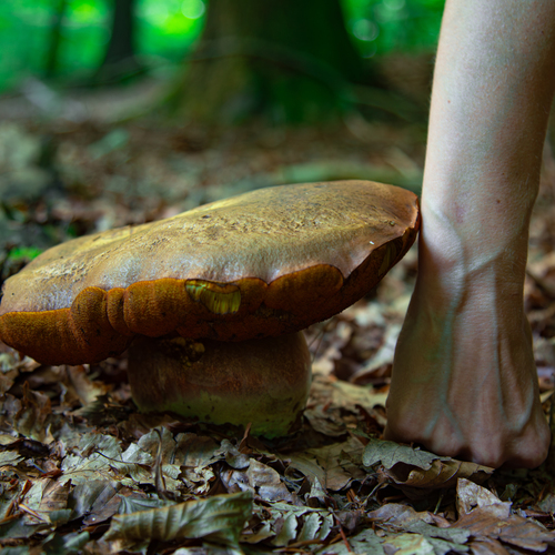 A detailed wide macro photo showing a huge wild boletus mushroom growing on forest floor next to human hand for scale comparison