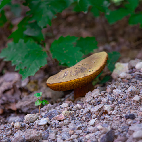 A detailed wide macro photo showing a wild bolete mushroom with yellowish brown cap growing on rocky dirt slope under green oak leaves in forest