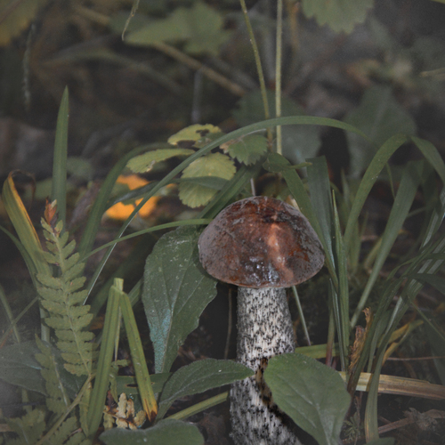 Photo #13923268