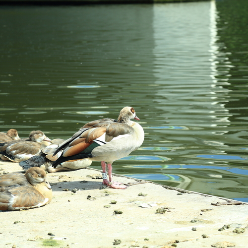 A detailed wide photo showing an adult Egyptian goose standing near flock resting on concrete canal embankment by green water