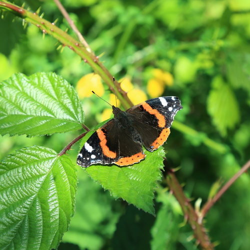 A detailed wide macro photo showing a wild red admiral butterfly Vanessa atalanta resting on green thorny blackberry leaves under summer sunlight
