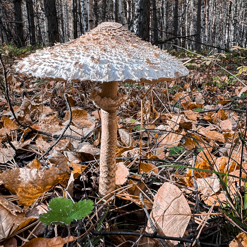 Photo #13923332