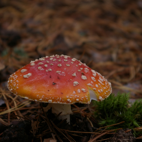 Photo #13923345