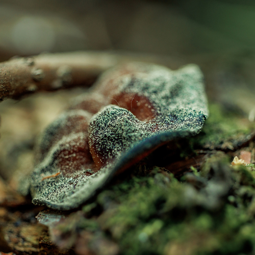 Photo #13923500