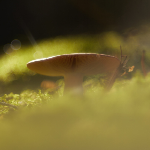 Photo #13923732