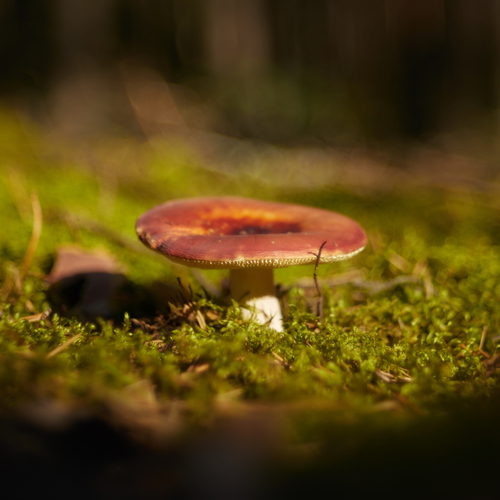 Photo #13923735
