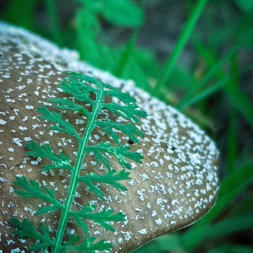 Photo #13923771