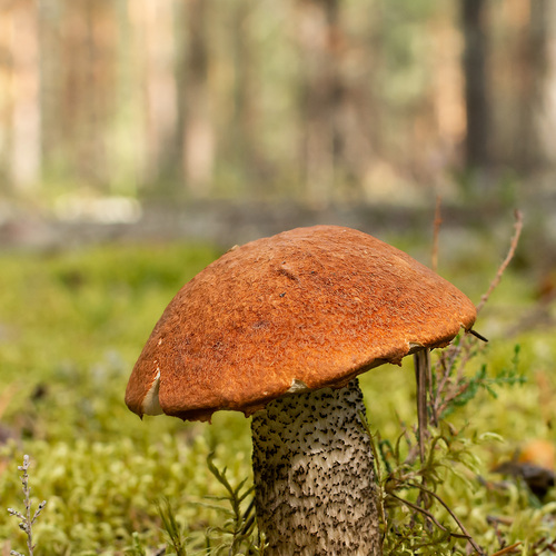 Photo #13923804