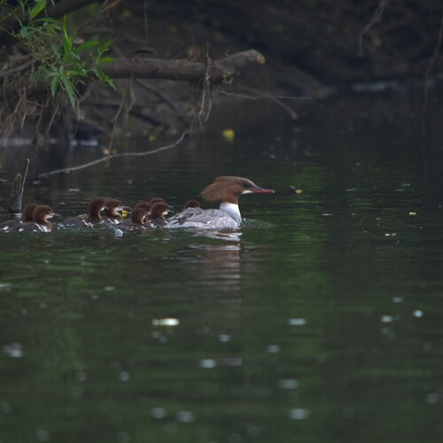 Photo #13923860
