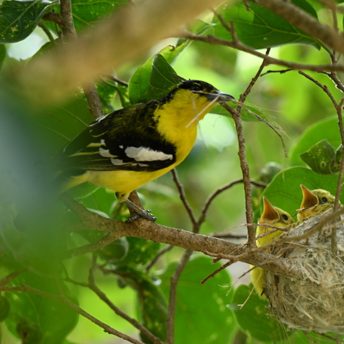 Common iora male feeding chicks