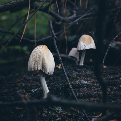 Photo #13924076