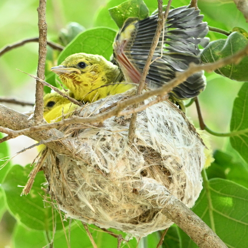 Cute iora chicks