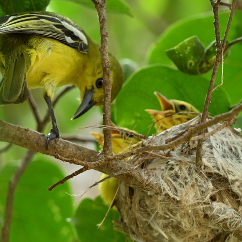 Female iora with its chicks