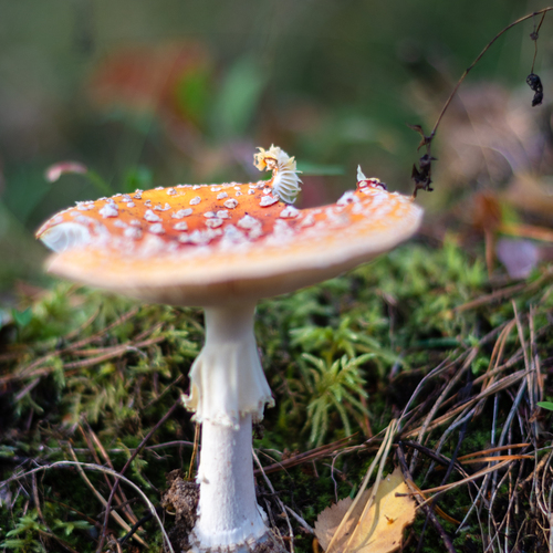 Photo #13924208
