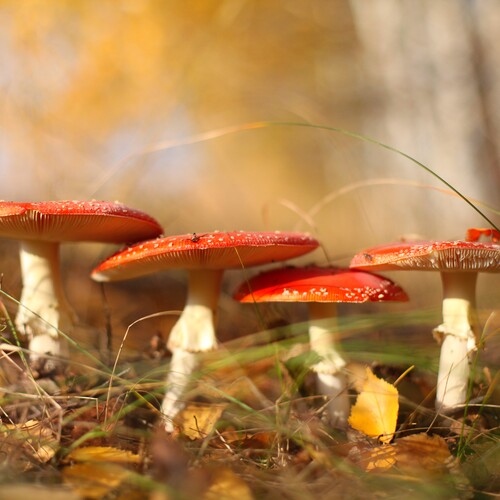 Photo #13924273
