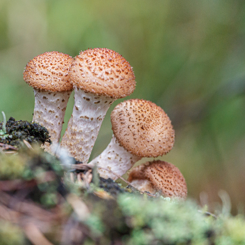 Photo #13924348