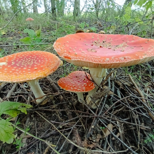 Photo #13924453