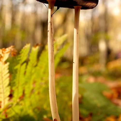Photo #13924526