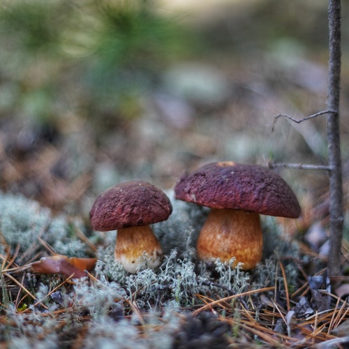 Photo #13924622