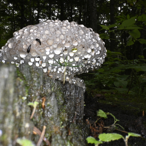 Photo #13924706